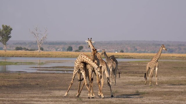Giraffe Interaction and Necking Behavior in Chobe National Park, Botswana. Two young male giraffes engage in a playful "necking" match, swinging their long necks and heads to practice fighting skills