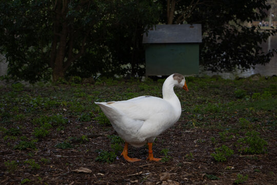 Primer plano de un ganso blanco con manchas grises y ojos azules, enfocado en su perfil. Al fondo, otros gansos caminan sobre el c&eacute;sped verde de un parque durante un d&iacute;a nublado.