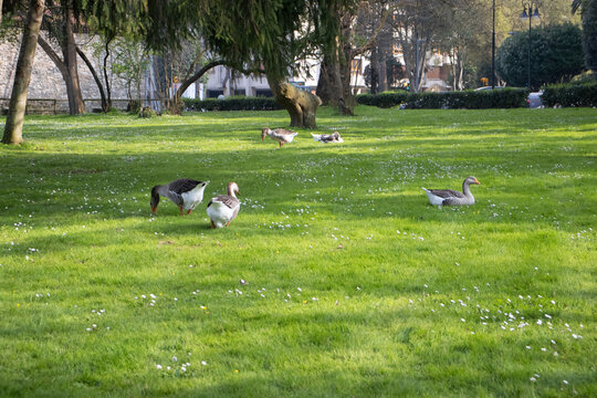 Primer plano de un ganso blanco con manchas grises y ojos azules, enfocado en su perfil. Al fondo, otros gansos caminan sobre el c&eacute;sped verde de un parque durante un d&iacute;a nublado.