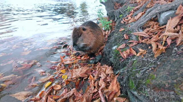 Close-up of Coypu carefully grooming itself while standing on riverbank covered in fallen autumn leaves. Nutria stands on shore among fall foliage on water background, preening itself, slow motion.