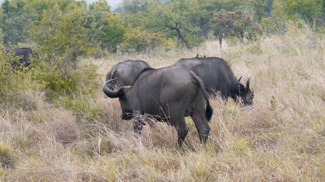 Herd of african cape buffalo grazing on dry yellow grass of hilly savanna. Some red-billed oxpeckers resting on buffalo backs in natural habitat during safari tour. Wild animals in africa savannah
