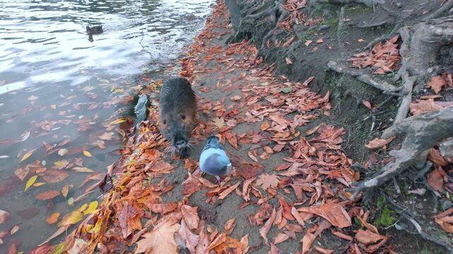Curious coypu follows shoreline, watching and chasing pigeon strolling near river during fall time. Camera moves back, and Nutria follows it along shore, which is covered with fallen autumn leaves.