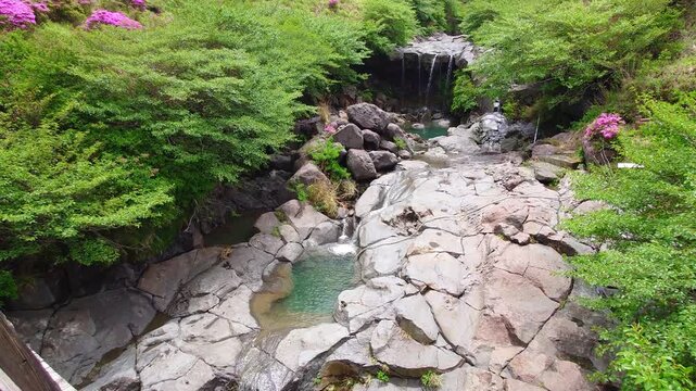 仙酔峡のミヤマキリシマ（熊本県阿蘇）