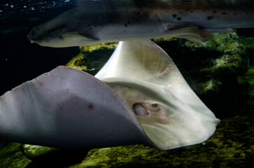 エイ © ふわしん