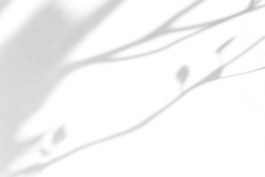 shadow overlay effects of realistic abstract natural tree leaves shadow on wall background,Summer sunlight dappled shadow overlay effect,abstract branch shadow.p,abstract shadow background with branch