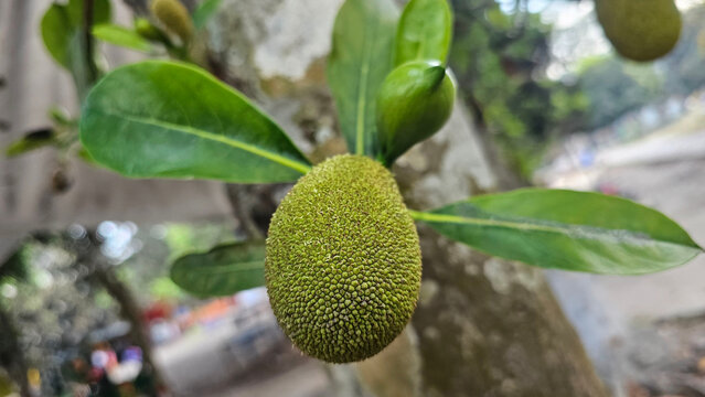 This image shows a close-up view of a young jackfruit growing on a tree branch. The fruit is small, green, and covered with a dense, textured surface of tiny bumps, indicating its early stage.