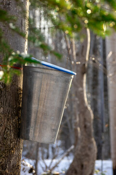 Close-Up of Maple Sap Bucket on Tree in Forest with Soft Light and Bokeh