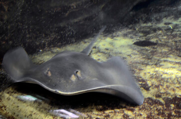 エイ © ふわしん