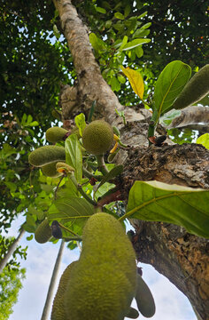 This image shows a close-up view of a young jackfruit growing on a tree branch. The fruit is small, green, and covered with a dense, textured surface of tiny bumps, indicating its early stage.