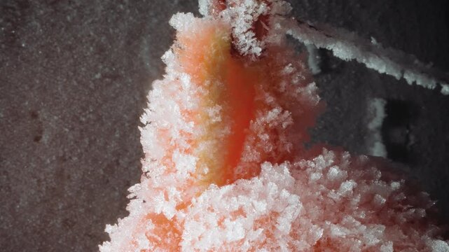 Frostcovered orange branch details. Closeup of frost formations on plant under freezing conditions. Detailed examination of icy crystals clinging to frozen orange plant stem in cold silence