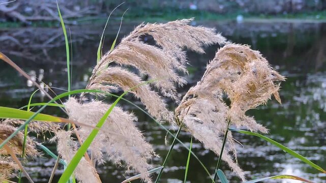 grass, likely Common Reed or Pampas Grass wind in the air