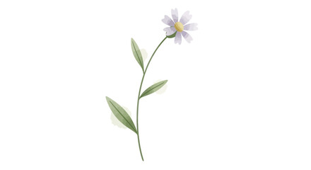 Single White Daisy Flower with Green Stem and Leaves. © BerkahStock