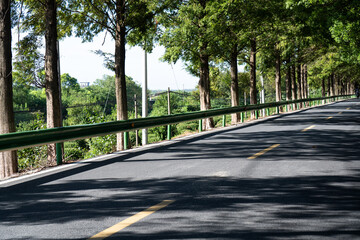 Fototapeta premium Tree-lined asphalt road with green foliage casting shadows on the pavement in a rural setting