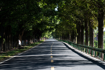 Fototapeta premium A tree-lined road stretches into the distance with lush green canopies casting shadows on asphalt
