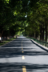 Fototapeta premium A tree-lined road stretches into the distance with dappled shadows on asphalt under summer sunlight