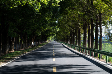 Fototapeta premium A shaded asphalt road lined with lush green trees extending into the distance