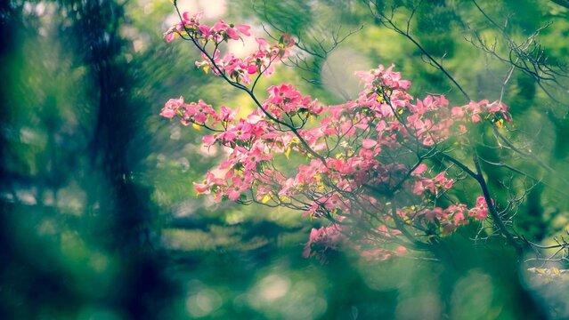 Photo de fleurs prise dans un jardin 