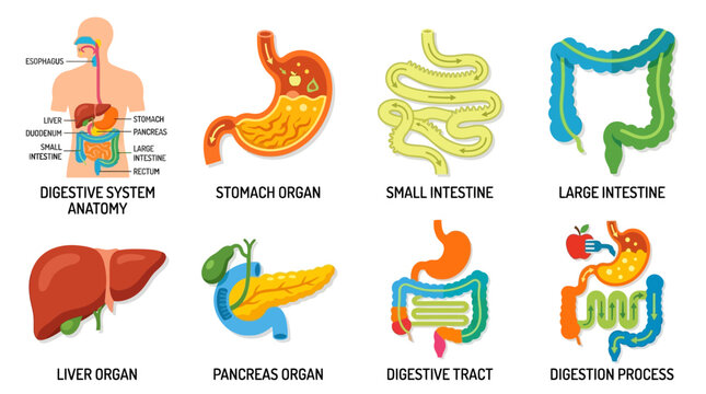 The human digestive system consists of vector illustrations of stomach, intestines, liver, pancreas, and digestive tract in a detailed medical diagram.