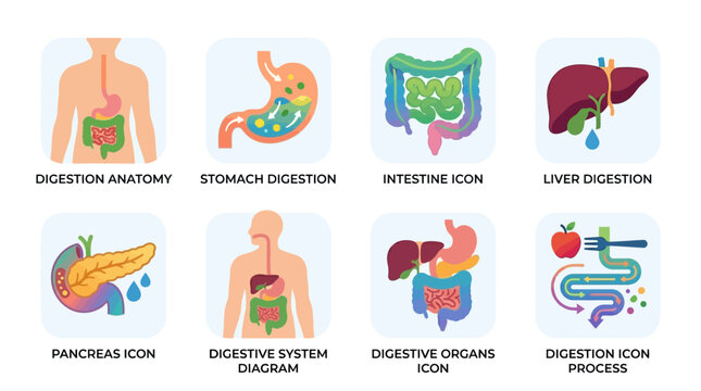 Vector illustrations of human digestive system with vector icons of stomach intestine liver and pancreas in a detailed medical anatomy setting.
