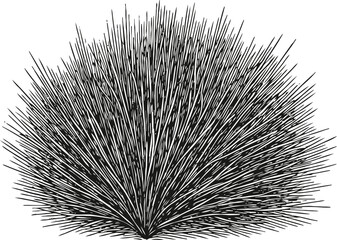 Fototapeta premium Black and white spiky bush silhouette illustration dense wild shrub with sharp pointed leaves isolated