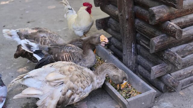 Anser Tula Fighting Goose eat from a feeder in a poultry yard on a farm