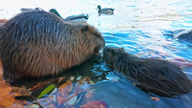 Close-up of an adult Coypu sitting in water among fallen autumn leaves floating on surface and eating yellow maple leaf, young nutria swims up and sniffs her, wild ducks swims nearby, slow motion