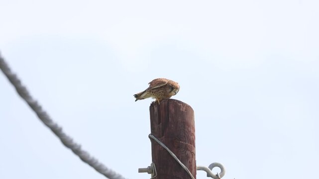 Common Kestrel (Falco tinnunculus) perched on a wooden post in strong wind, hunting prey, 4K