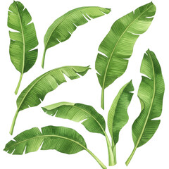 Collection of banana leaves isolated on transparent background © Ashrafunnahar