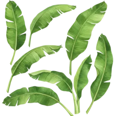 Collection of banana leaves isolated on transparent background © Ashrafunnahar