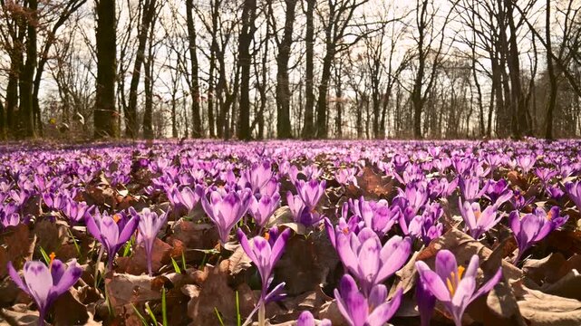 Purple crocuses covering forest clearing under leafless trees. Early spring woodland landscape filmed with smooth camera slider motion