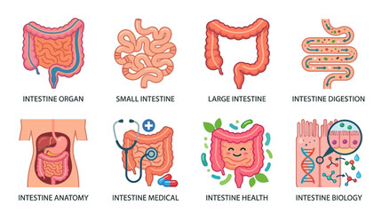 The human intestine organ system with vector illustrations of small and large intestine digestion and health in medical biology.