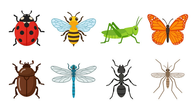 Vector illustration of various insects including ladybug, bee, grasshopper, butterfly, beetle, dragonfly, ant, and fly in a single composition