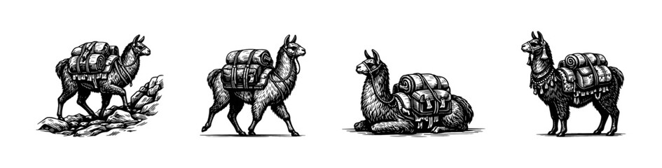 Fototapeta premium Black and white vector illustration of llamas with backpacks in various poses