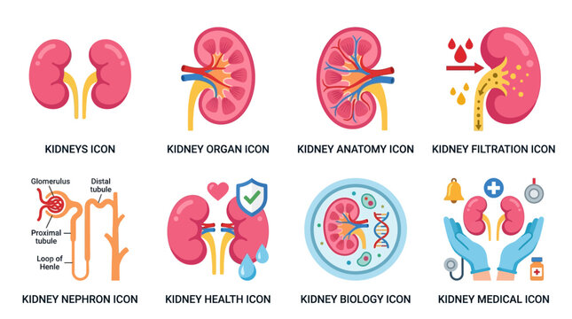 Vector illustrations of human kidney anatomy and medical icons in various vector styles and colors