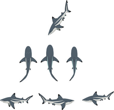 Flat vector illustration set of grey reef sharks swimming in top down and side profile views isolated on white background