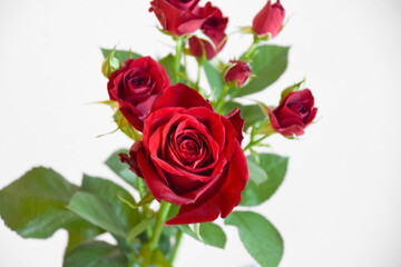 Fototapeta premium 赤い薔薇