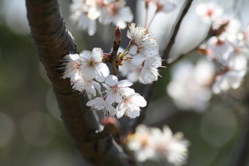 sakura white, blooming cherry tree  © Fana