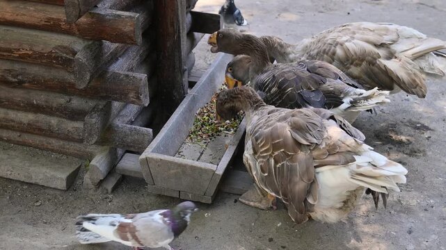 Anser Tula Fighting Goose eat from a feeder in a poultry yard on a farm