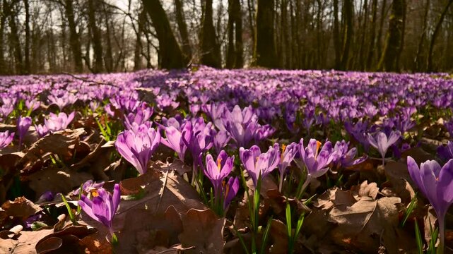 Large patch of purple crocuses growing in forest during sunny spring day. Woodland flower field captured with smooth slider camera movement