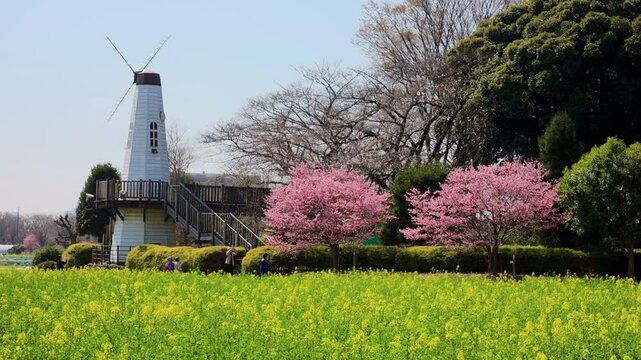 菜の花畑と桜と風車のある公園　埼玉県見晴公園