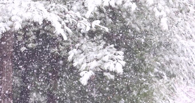 Snow-Covered Pine Branches in Dense Snowfall