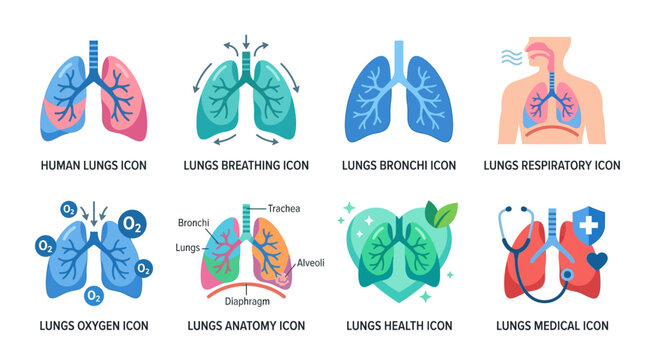 Vector illustrations of lungs with bronchus and respiratory system in various colorful medical icons for health and anatomy education.