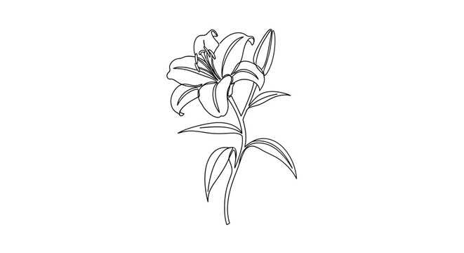 Elegant Lily Flower Line Art Illustration