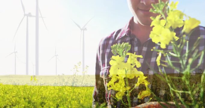 Farmer inspecting yellow blossoms in farming field, frame dissolving revealing face, assessing crop