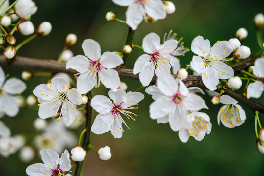 blossom, spring, blooming, flower, sakura, tree, bloom, day, pink, springtime, seasonal, full bloom, light, natural, petal, floral, vibrant, cherry blossom, peaceful, branch, flora, sunny, beautiful, 