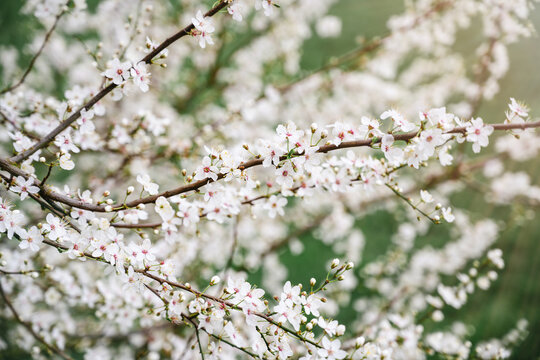 blossom, spring, blooming, flower, sakura, tree, bloom, day, pink, springtime, seasonal, full bloom, light, natural, petal, floral, vibrant, cherry blossom, peaceful, branch, flora, sunny, beautiful, 
