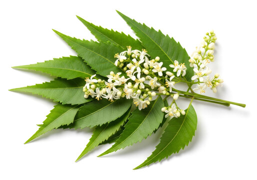 A detailed close-up of a neem branch with vibrant green leaves and delicate white blossoms, isolated on a clean white background, highlighting natural beauty and botanical detail.