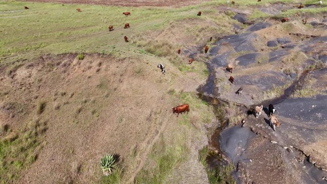Land degradation and soil erosion due to cattle and livestock overgrazing, drone