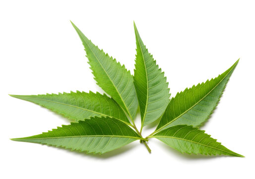 A pristine macro photograph showcasing a single, perfectly formed fresh green neem compound leaf, with its distinct leaflets radiating elegantly from a central stem, beautifully isolated against a cle