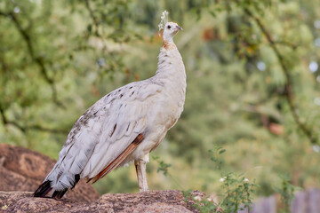 Fototapeta premium Leucistic white peafowl Pavo cristatus standing on a rock, showing its pale plumage and crest against a natural background of green foliage.